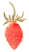 Strawberry watercolor